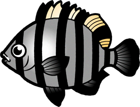 イシダイのイラスト