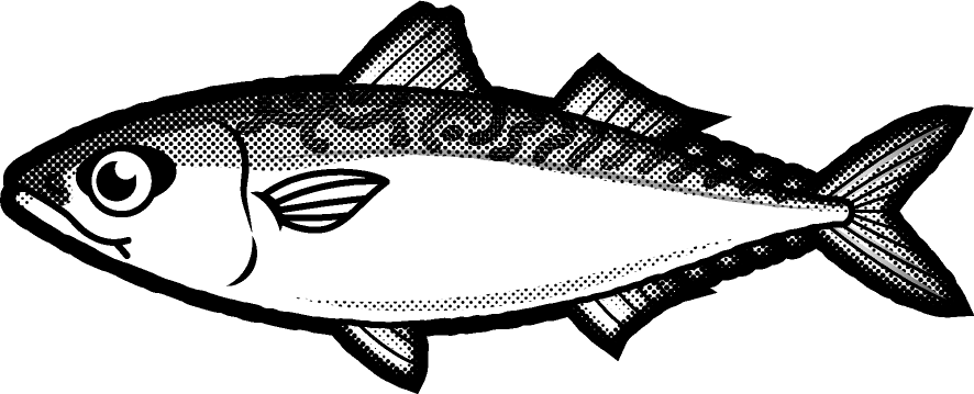 マサバのイラスト/モノクロ