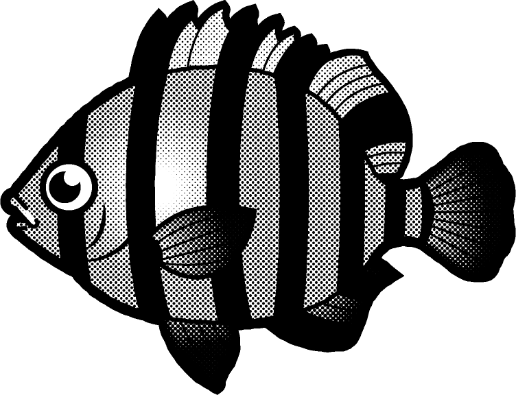 イシダイのイラスト/モノクロ