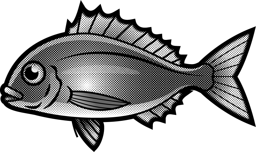 マダイのイラスト/モノクロ