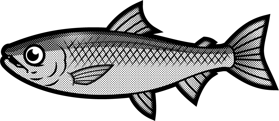 サケのイラスト/モノクロ
