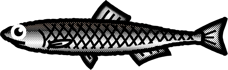 カタクチイワシのイラスト/モノクロ