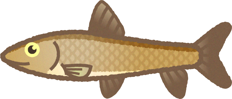 ニゴイのイラスト