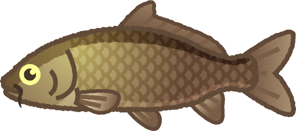 コイのイラスト