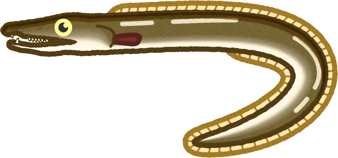 ハモのイラスト