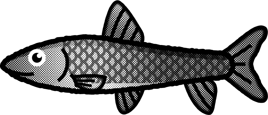 ニゴイのイラスト/モノクロ