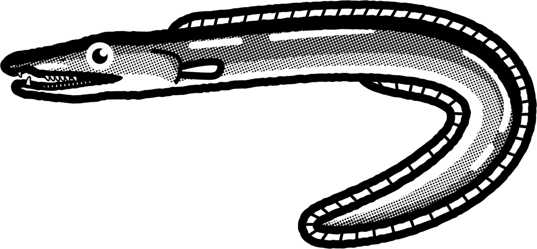 ハモのイラスト/モノクロ