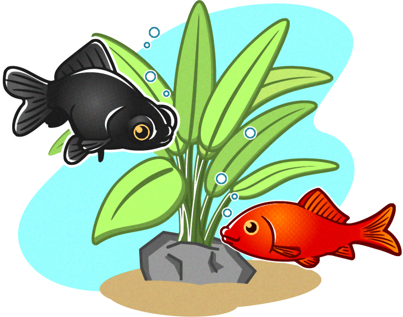 金魚と出目金のイラスト