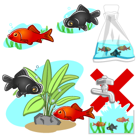 金魚イラスト