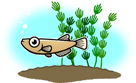 泳ぐメダカのイラスト