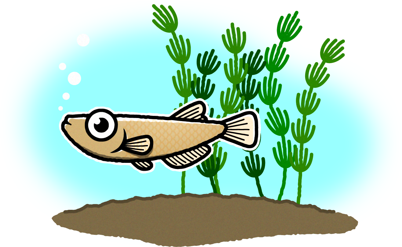 泳ぐメダカのイラスト