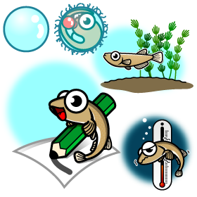 メダカのイラスト