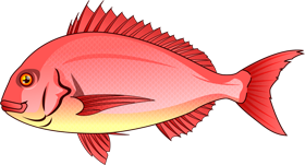 鯛イラスト