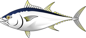鰹イラスト