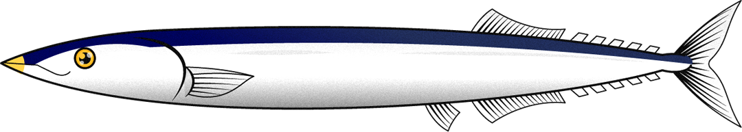 秋刀魚イラスト