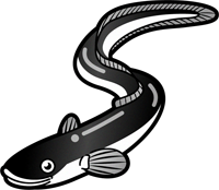 ニホンウナギのイラスト