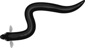 ウナギのイラスト/上