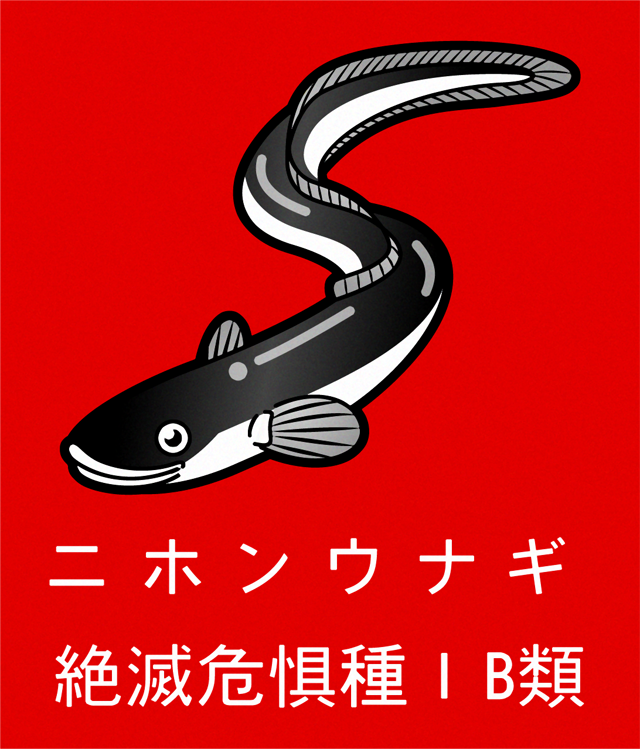 ニホンウナギのイラスト/絶滅危惧IB類