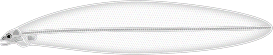 レプトセファスのイラスト/ウナギの幼生