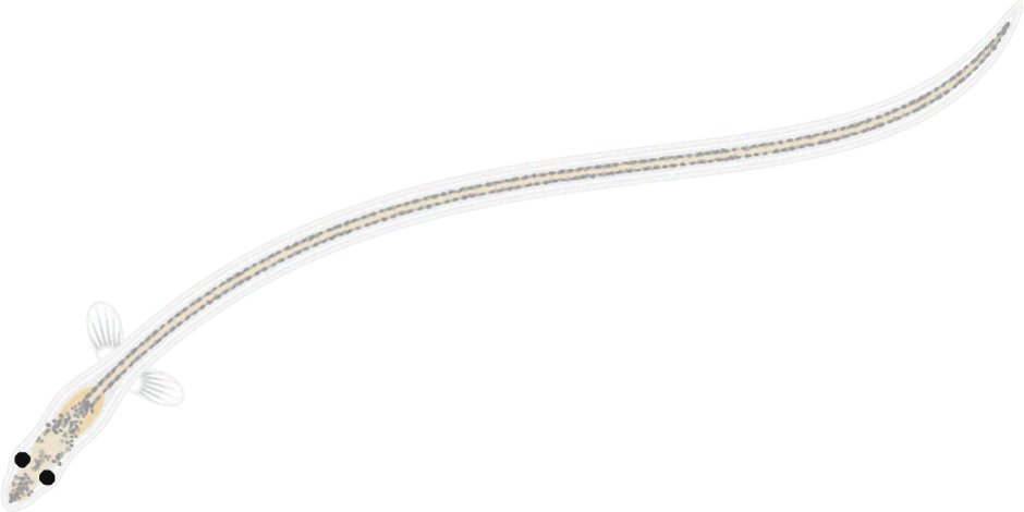 シラスウナギのイラスト