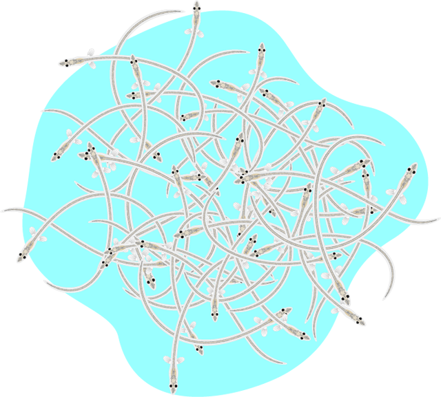 シラスウナギのイラスト/沢山