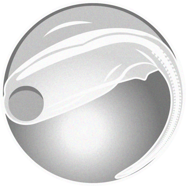 ウナギの卵イラスト