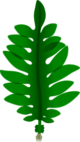 わかめイラスト/全体