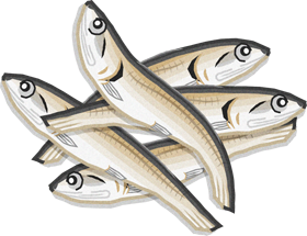 いりこイラスト