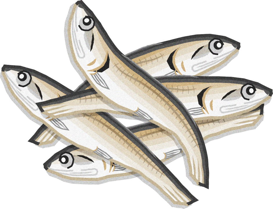 いりこイラスト