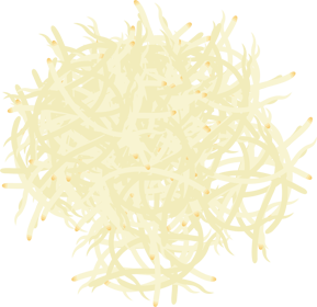 幼葉が無い大豆もやしイラスト