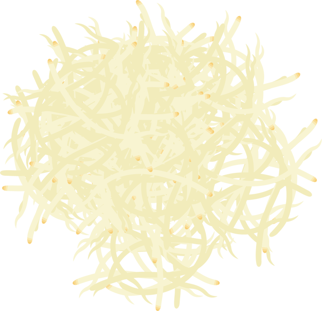 幼葉が無い大豆もやしイラスト