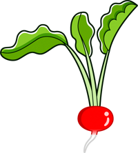 アカカブのイラスト