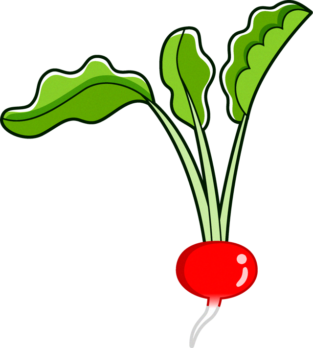 アカカブのイラスト