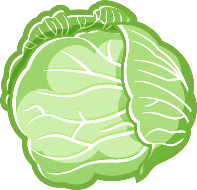 キャベツのイラスト/一玉