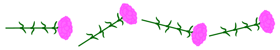 カーネーションのライン・罫線イラスト/ピンク・ジグザク