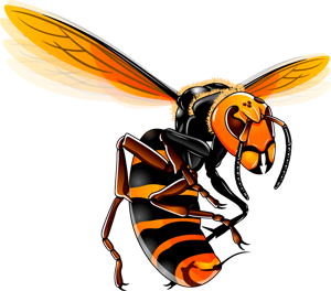 スズメバチのイラスト/威嚇