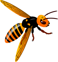 スズメバチのイラスト/斜め