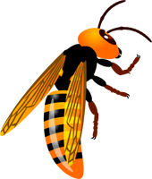 スズメバチのイラスト/留まる