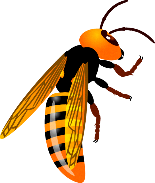 スズメバチのイラスト/留まる