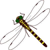 コオニヤンマのイラスト