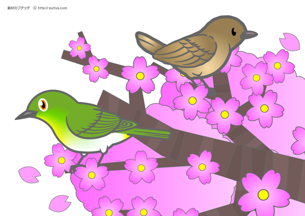 桜の木にとまるメジロとウグイスの塗り絵の色見本