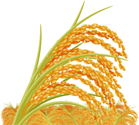 お米/稲穂のイラスト