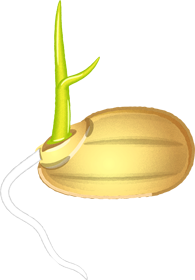 お米のイラスト/米粒_発芽2