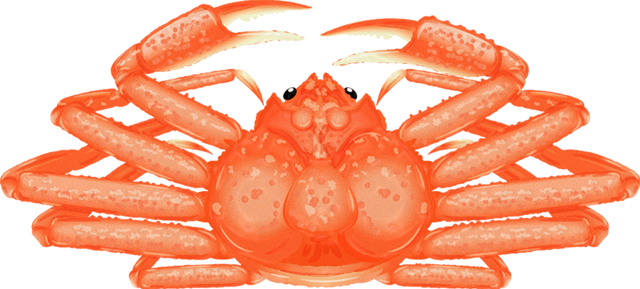 ズワイガニのイラスト