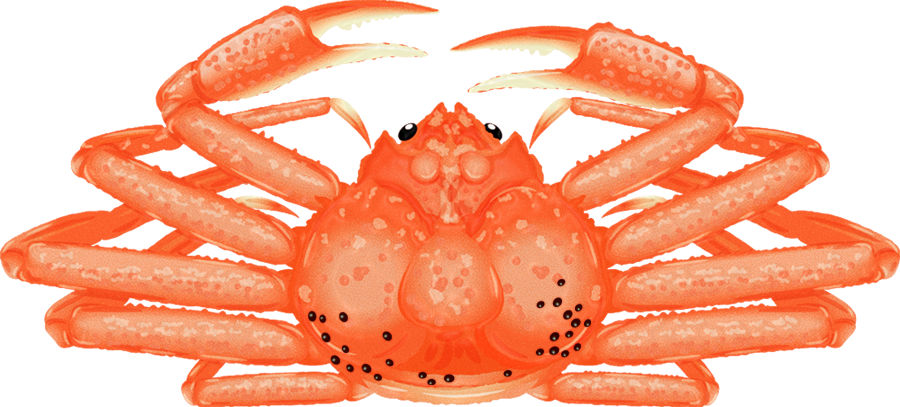 ズワイガニのイラスト_カニビルの卵つき