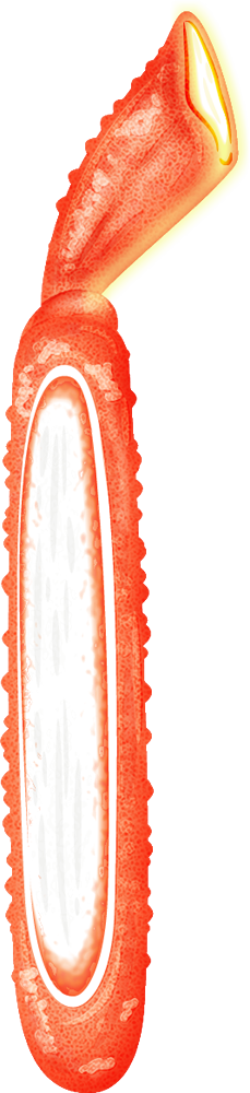 ズワイガニの脚イラスト_カット