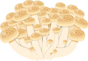 しめじイラスト