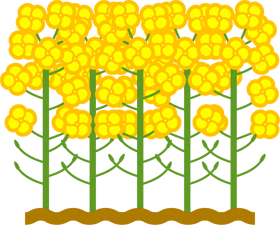 菜の花群生イラスト