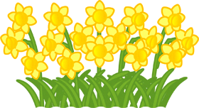 キスイセンの花群生イラスト