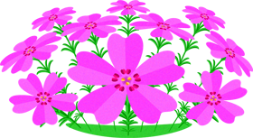 芝桜のイラスト2